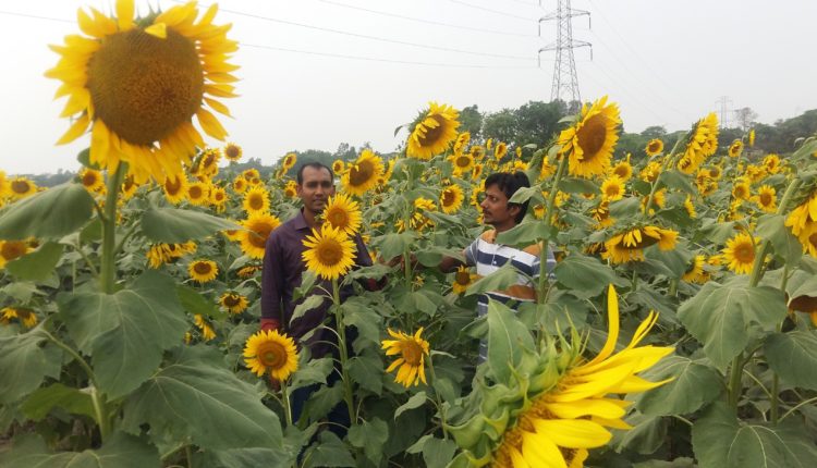 সূর্যমুখী ফুল